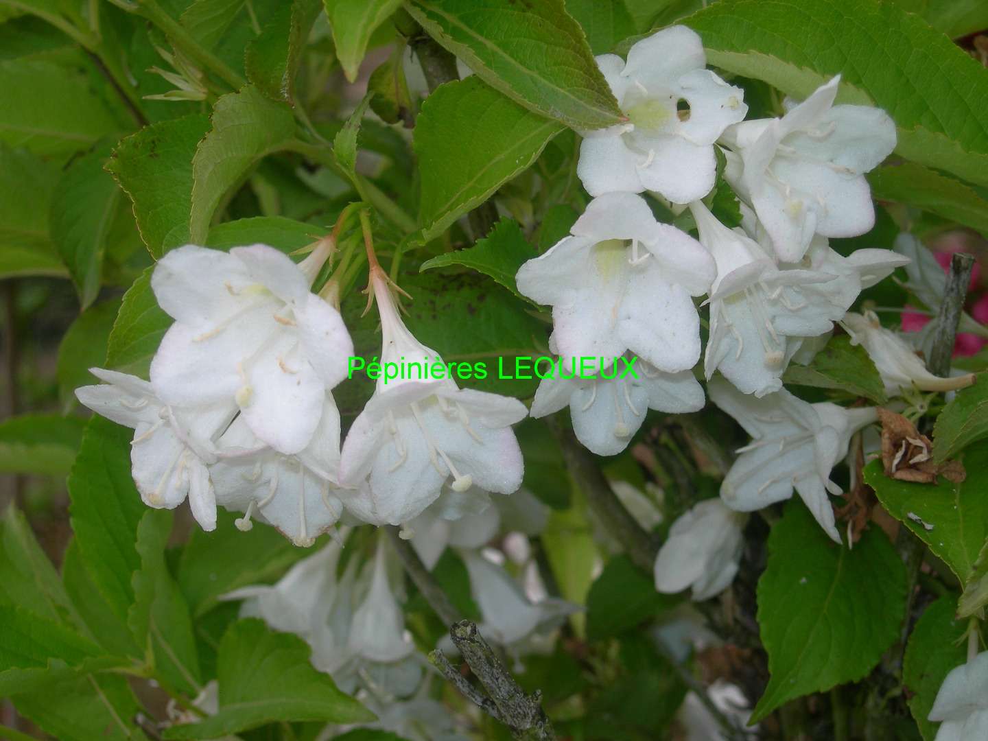 WEIGELIA 